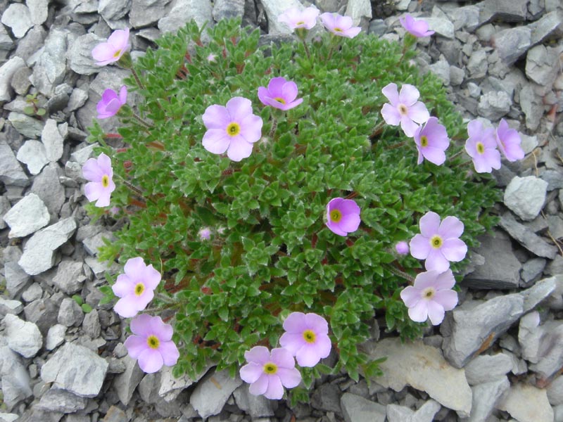 Androsace globifera
