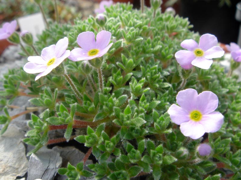 Androsace globifera