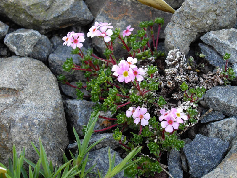 Androsace mucronifolia