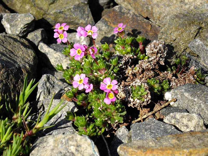 Androsace mucronifolia
