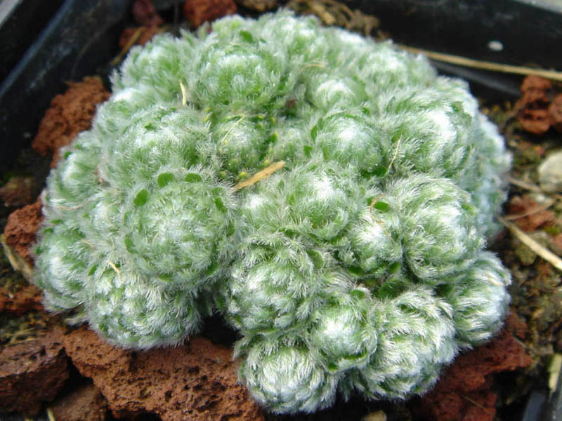 Androsace muscoidea 'Breviscapa'