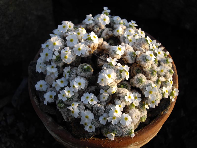 Androsace muscoidea 'Breviscapa'