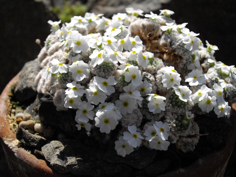Androsace muscoidea 'Breviscapa'