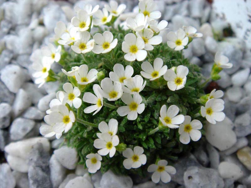 Androsace pyrenaica