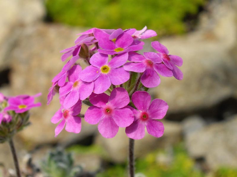 Androsace sarmentosa 'chumbyi'