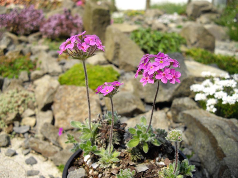 Androsace sarmentosa 'chumbyi'