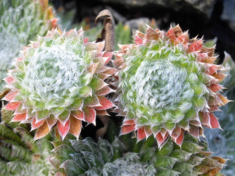 Androsace sarmentosa 'chumbyi'