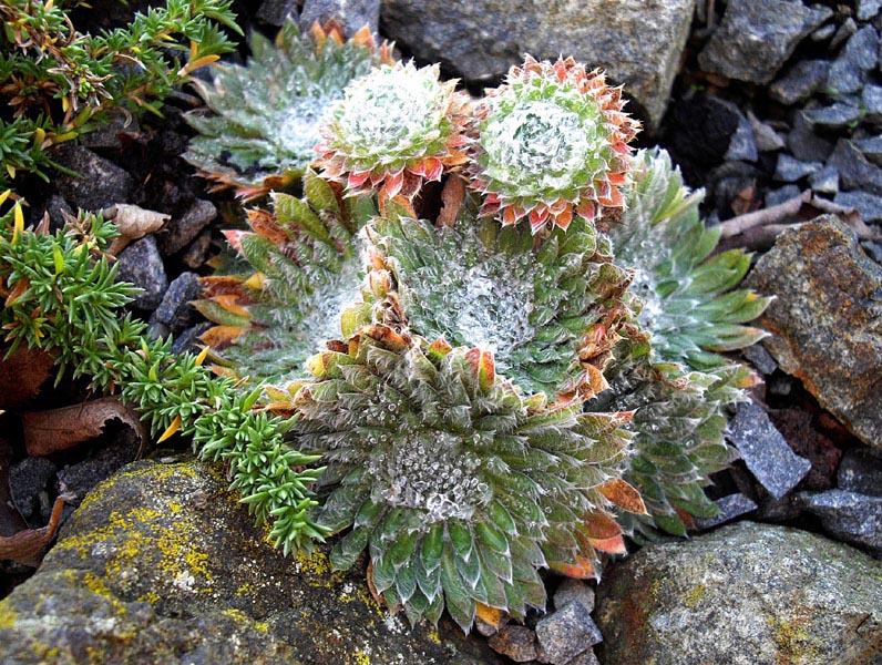 Androsace sarmentosa 'chumbyi'