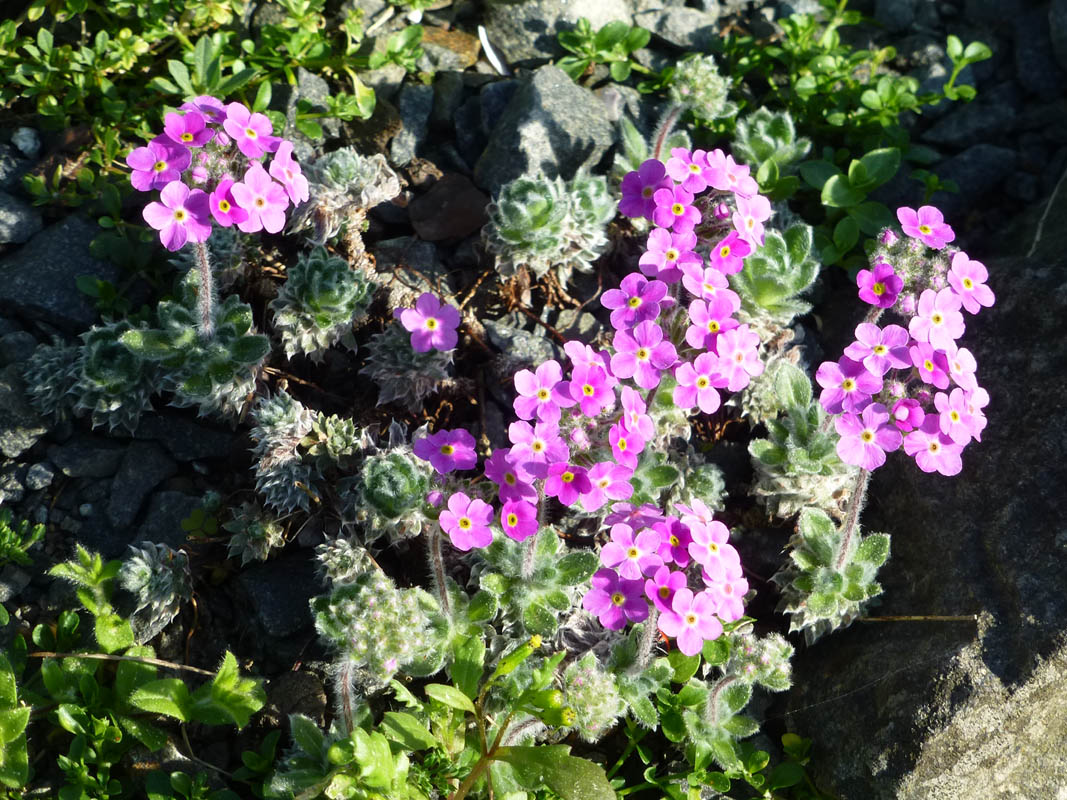 Androsace sarmentosa var watkinsii'