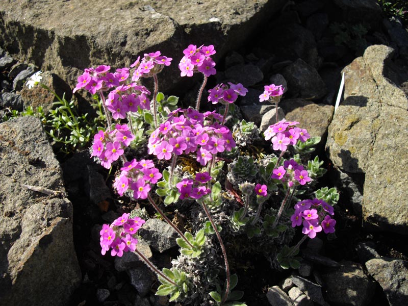 Androsace sarmentosa var watkinsii'