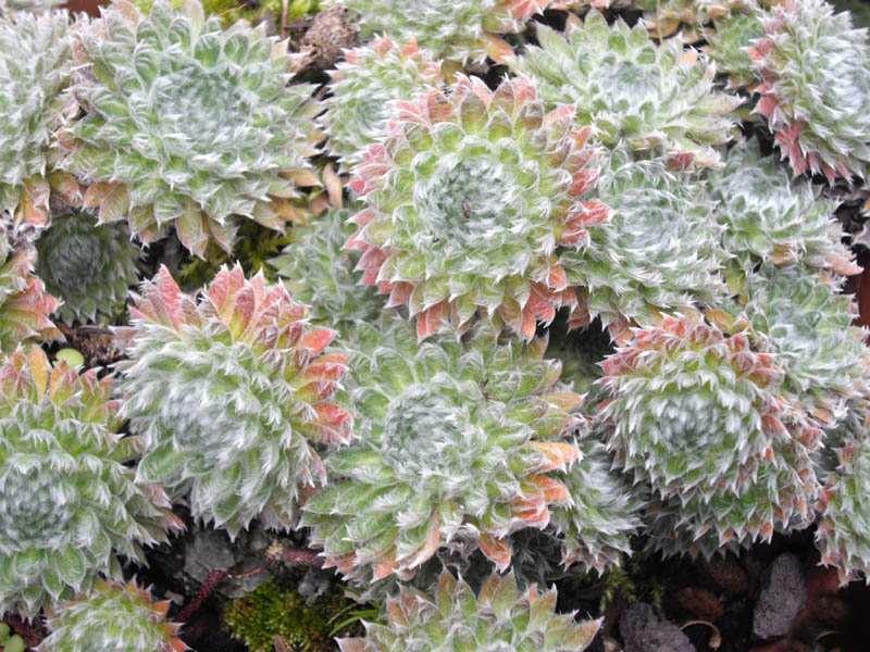 Androsace sarmentosa var watkinsii'