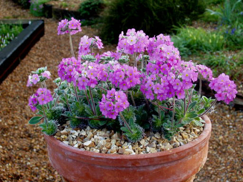 Androsace sarmentosa var yunanensis