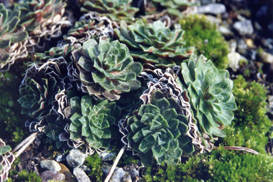 Androsace sempervivoides