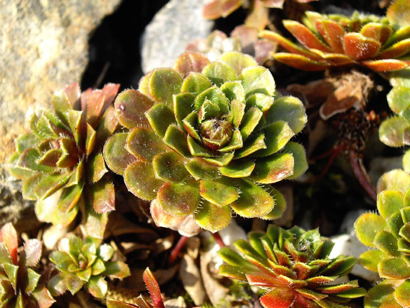Androsace sempervivoides