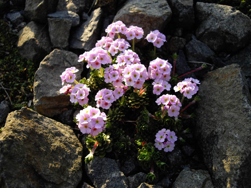 Androsace sempervivoides