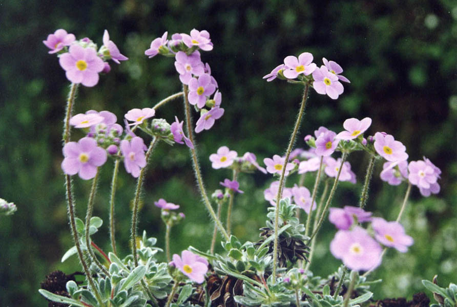 Androsace sarmentosa ssp primuloides