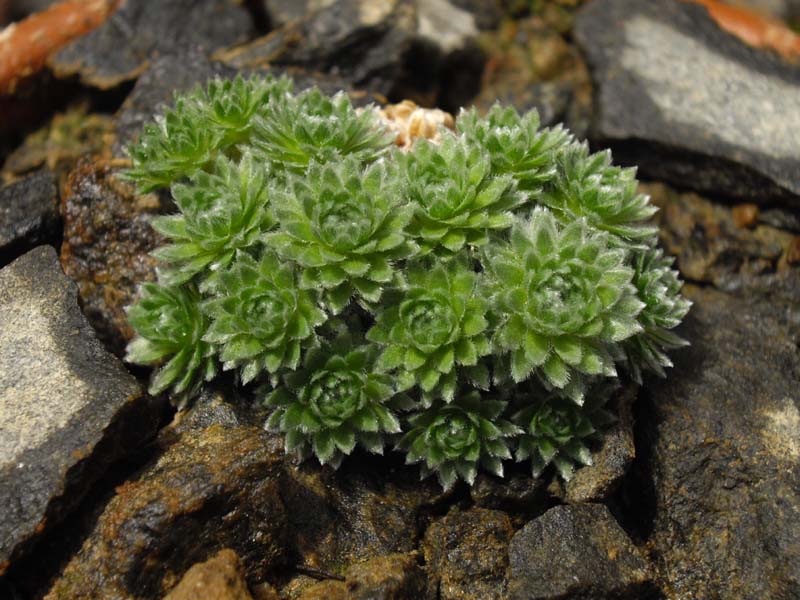 Androsace tapete