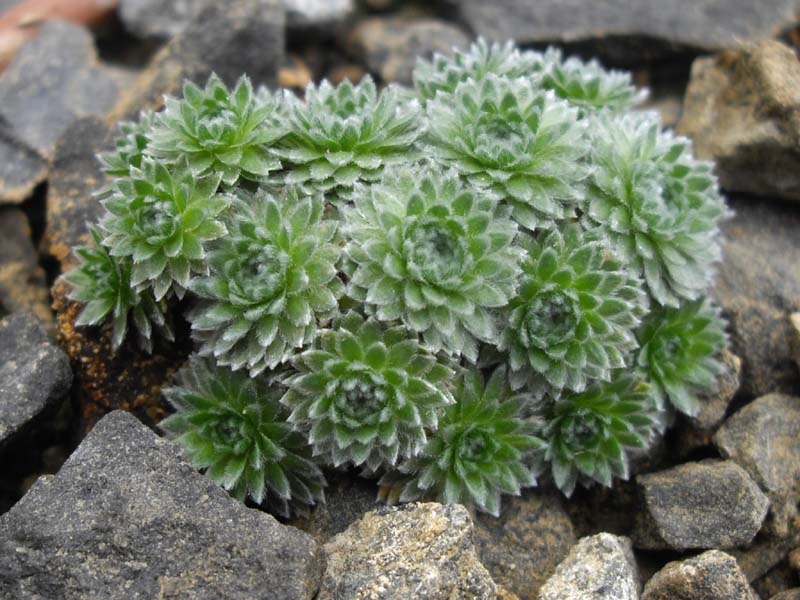 Androsace tapete