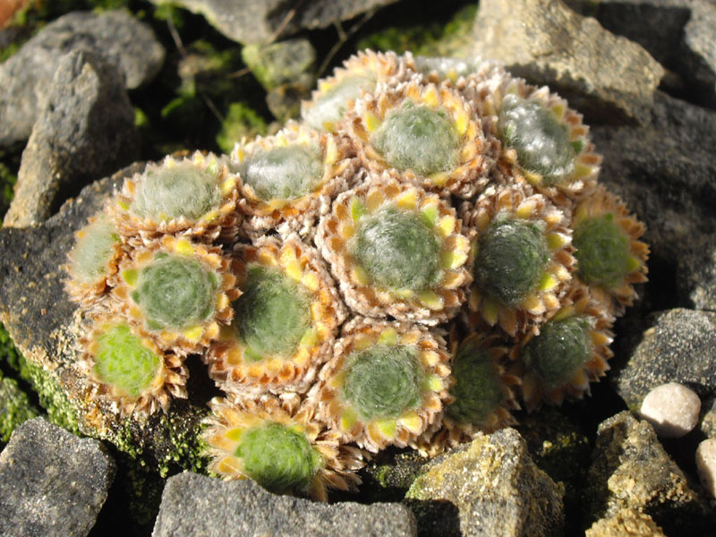Androsace tapete
