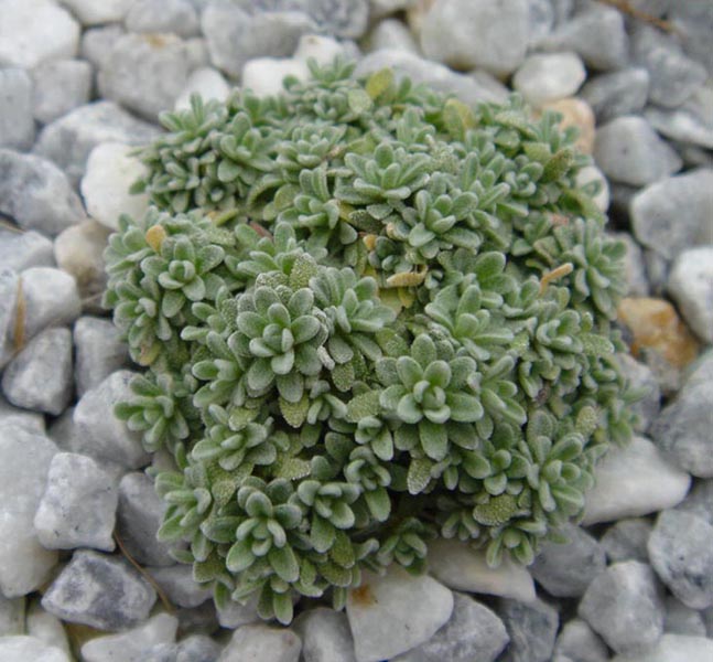 Androsace vandellii