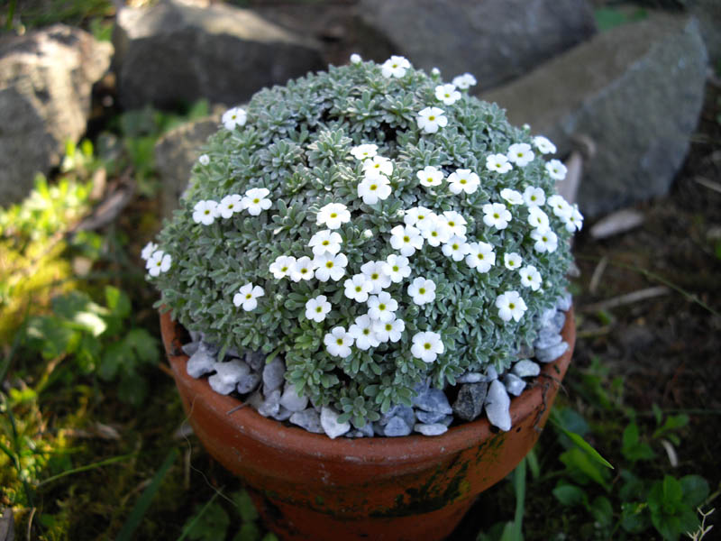 Androsace vandellii