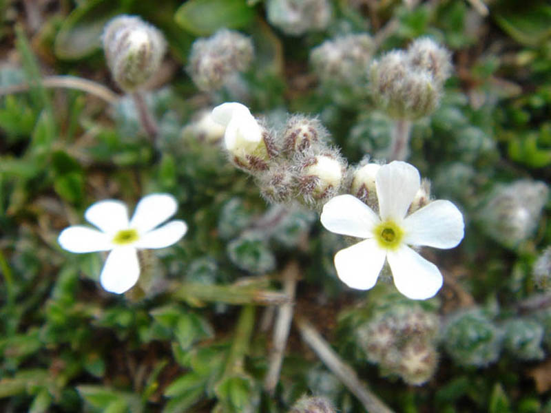 Androsace villosai