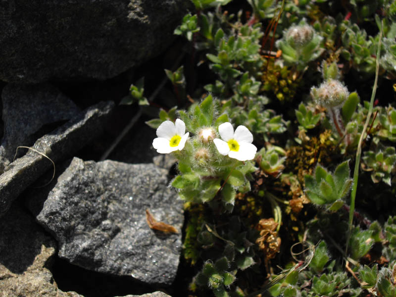Androsace villosai