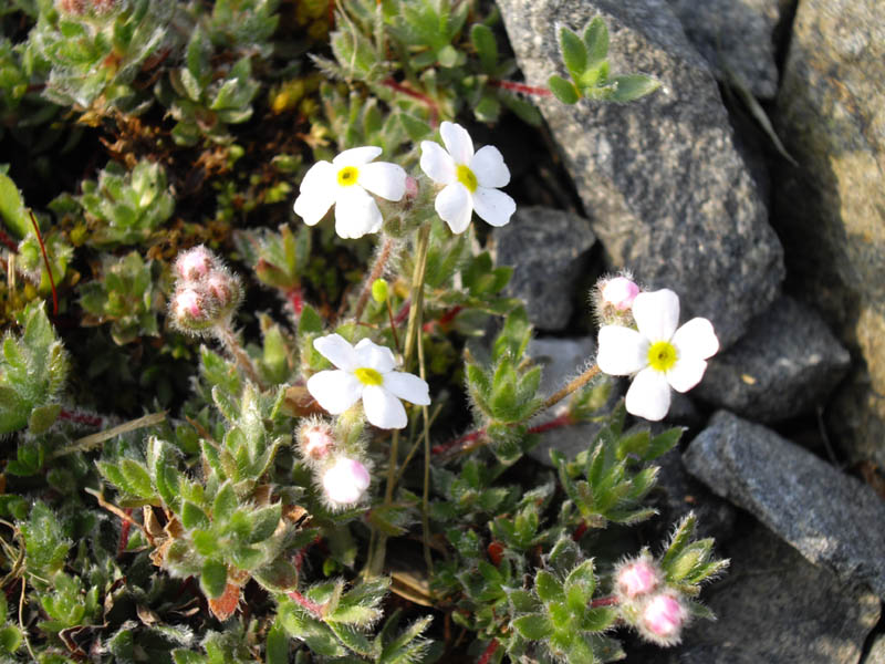 Androsace villosai