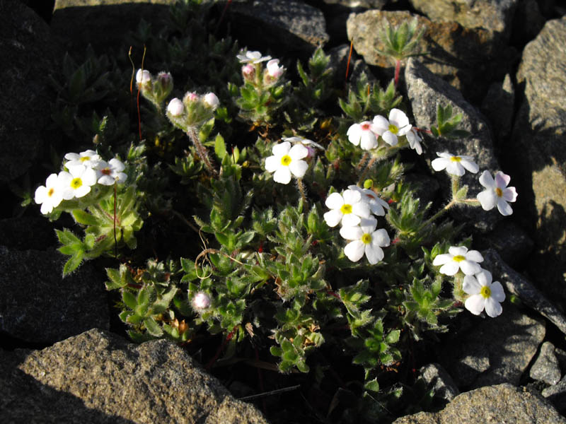 Androsace villosai