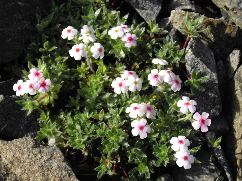 Androsace villosai
