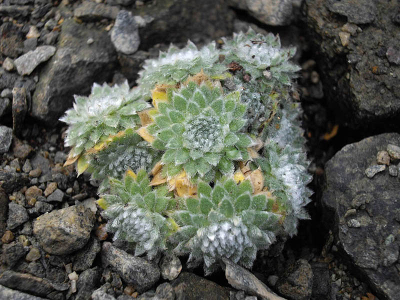 Androsace villosa var jacquemontii
