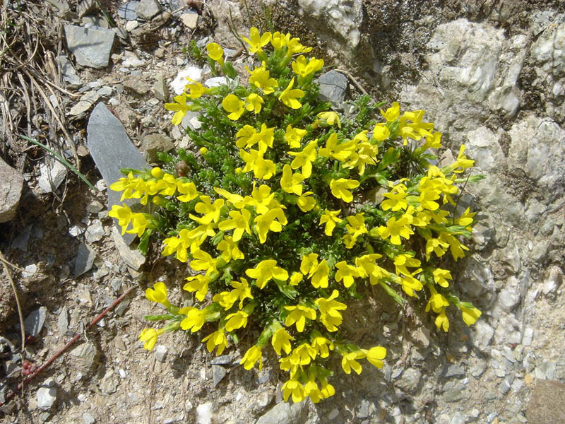 Androsace vitaliana