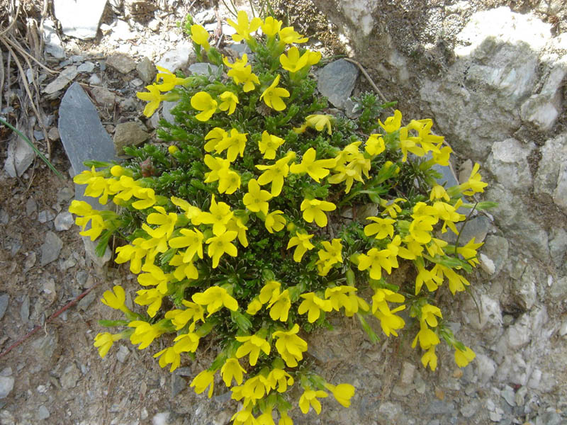Douglasia vitaliana