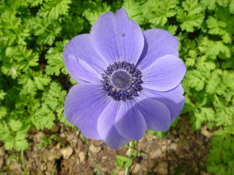 Anemone coronaria 'bleue' photo