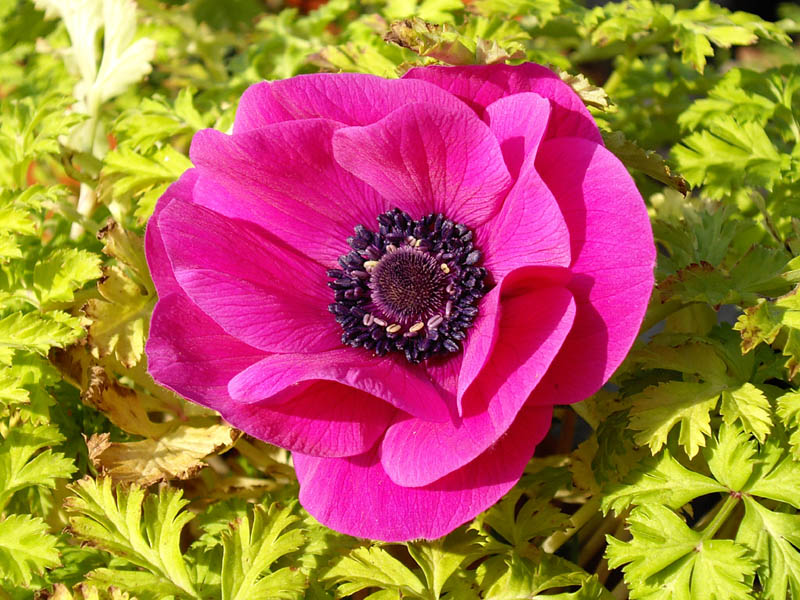 Anemone coronaria 'Sylphide'