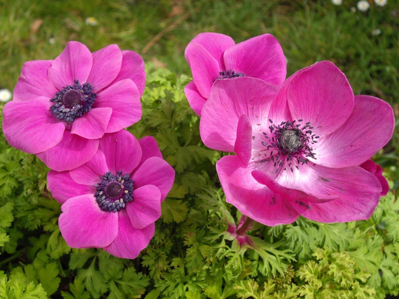 Anemone coronaria 'Sylphide'