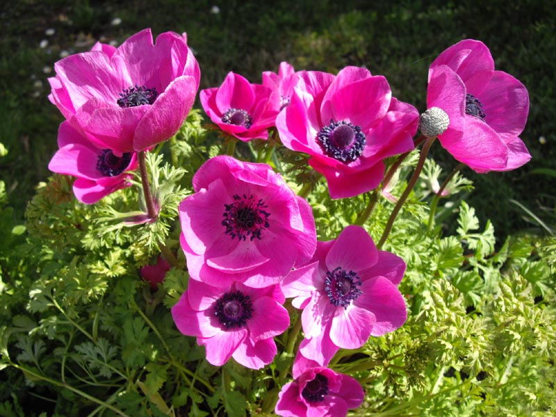 Anemone coronaria 'Sylphide'