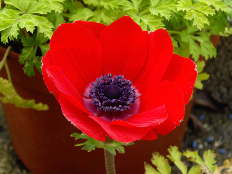 Anemone coronaria 'rouge'