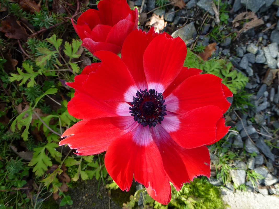Anemone coronaria 'rouge'
