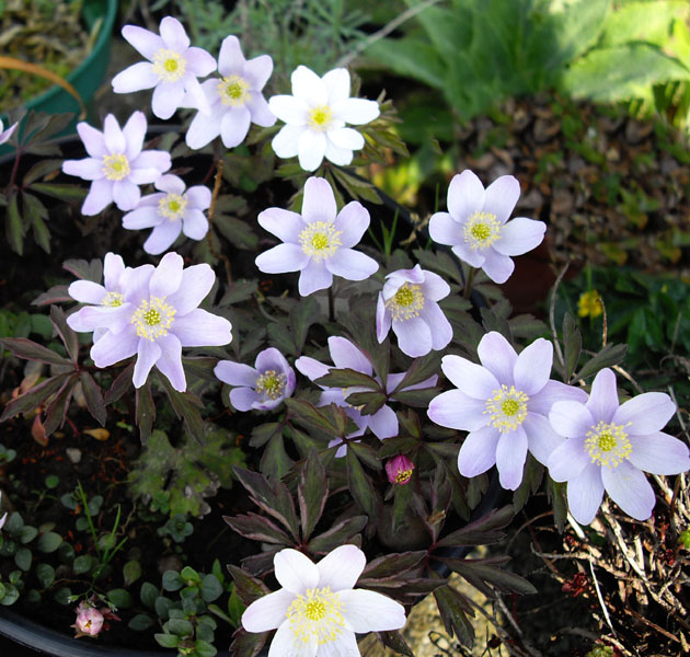 Anemone nemorosa