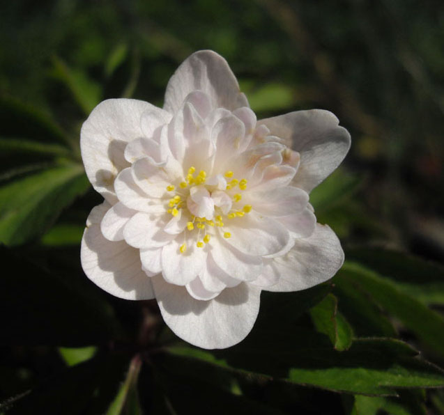 Anemone nemorosa 'fleurs semi-double Salies'