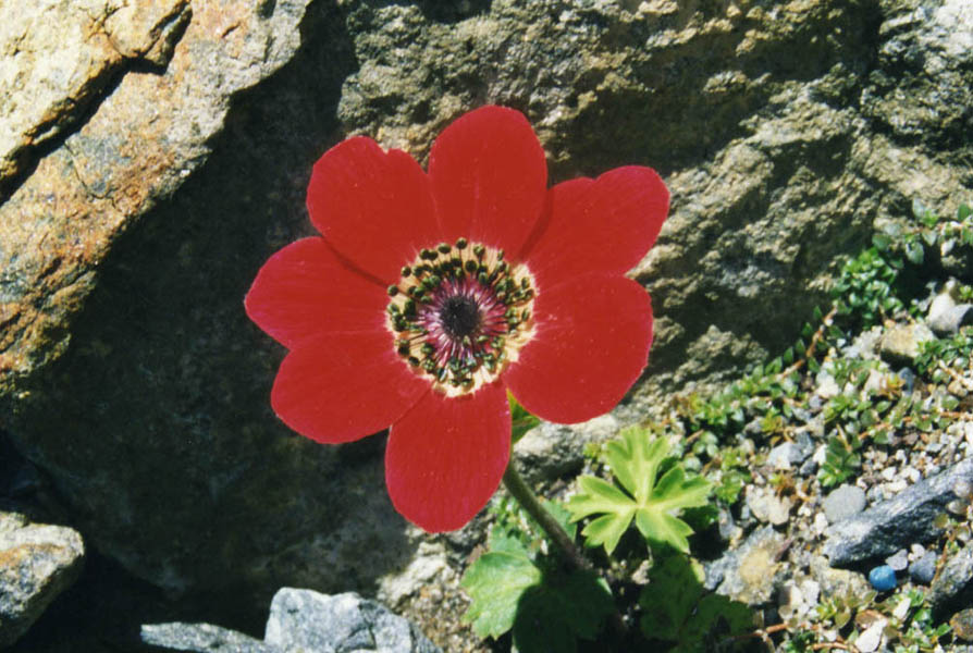 Anemone pavonina