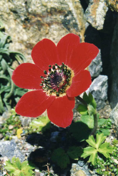 Anemone pavonina