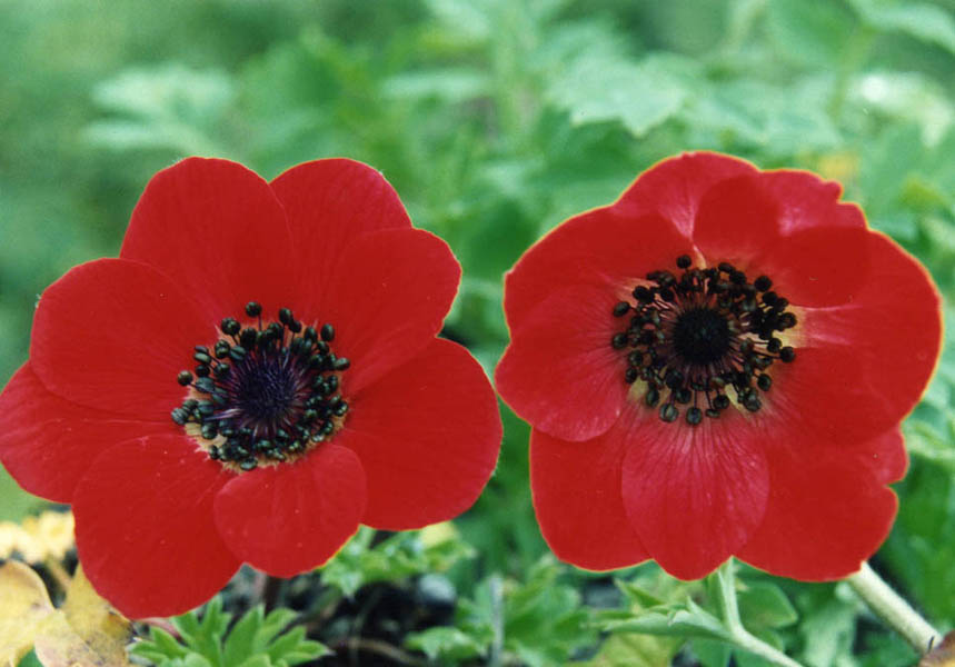 Anemone pavonina