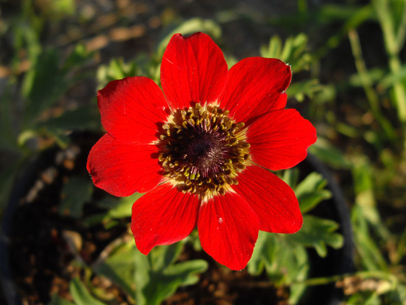 Anemone pavonina