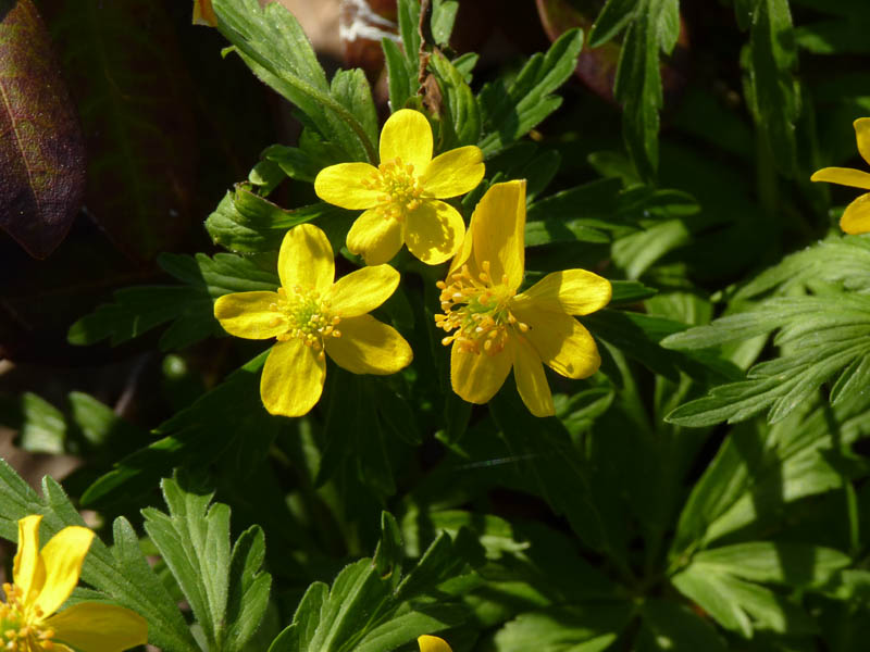 Anemone ranunculoides