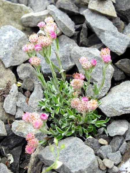 Antennaria dioica 'minima'