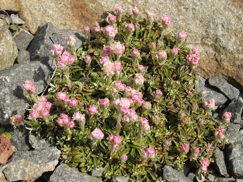 Antennaria dioica 'minima'