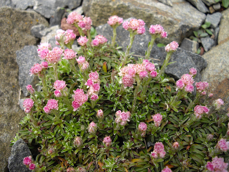 Antennaria dioica 'minima'