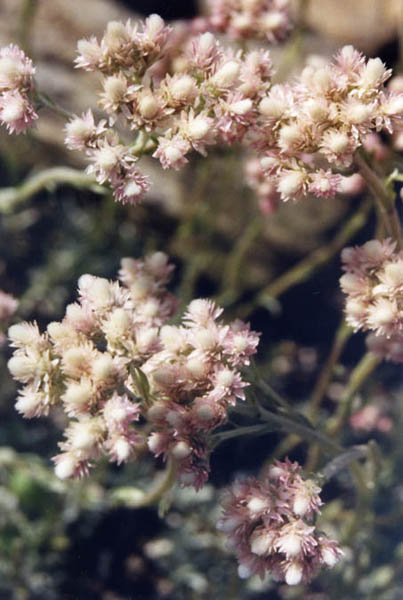 Antennaria dioica var borealis